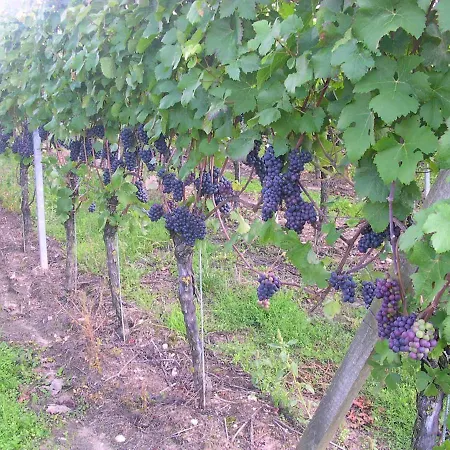 Gästehof - Weinbau Säger-2